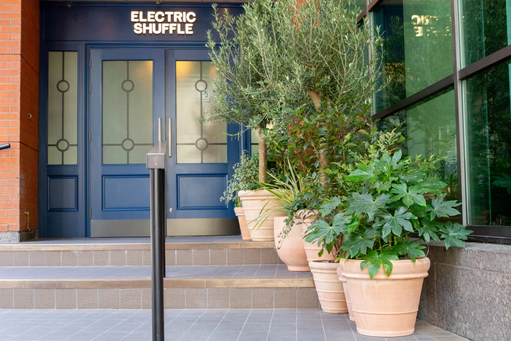 Terracotta pots and live plants including Fatsia and Olive trees outside electric shuffle manchester