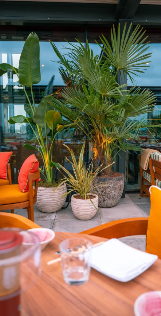 Floor Standing live palm plants at Chotto Matte