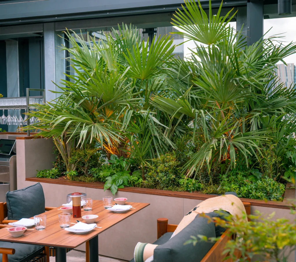 Spectacular Palm plant display at Chotto Matte Manchester