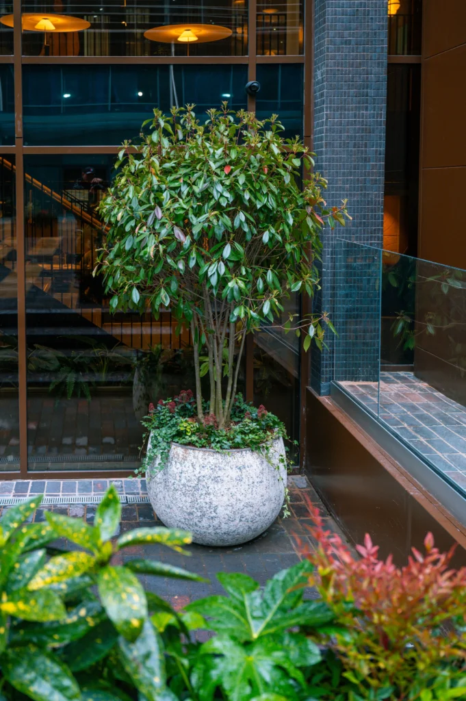 Multistem plant in grey white ceramic pot by I Want Plants