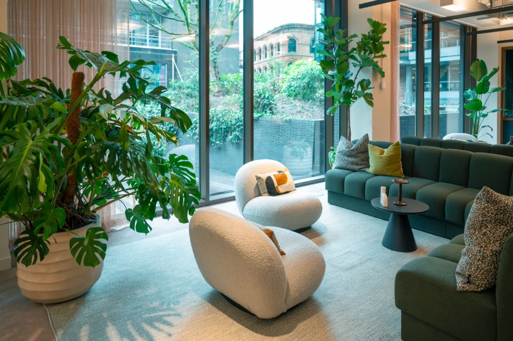 Large live Monstera plant Pall Mall Manchester