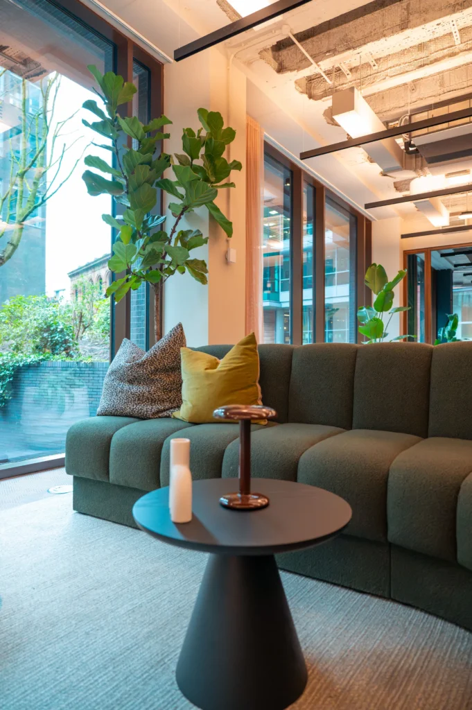 2m tall Ficus Lyrata plant at Pall Mall Workspace