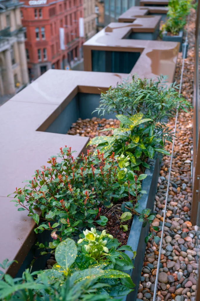 Pall Mall Roof Terrace plants